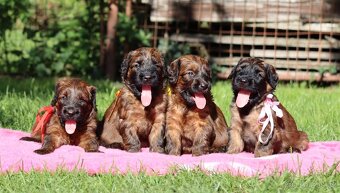 PLAVÁ ŠTĚŇÁTKA BRIARDŮ - 10