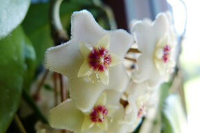 Pokojové rostliny - 10