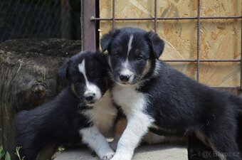 Border kolie s PP krátkosrstá - štěňátka - 10