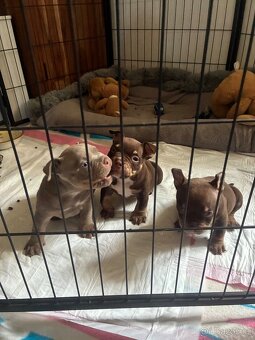 American Bully Micro/exotik s PP - 10