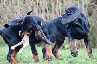 Coonhound Black and Tan/ Americký mývalí pes - 10