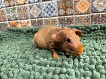 Samečci skinny morčátek - 10