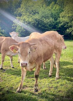 Jalovice masny skot Parthenaise, Blonde d Aquitane - 10