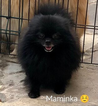 pomeraniany - 10