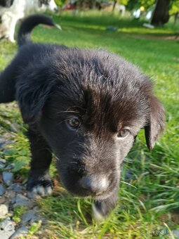 Štěňata Borderkolie a Labradora - 10
