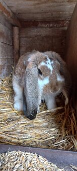 Francouzský  beran - 10