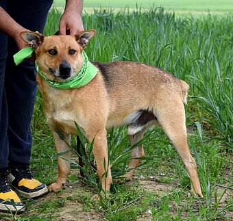 INKY K ADOOPCI - 3 ROKY,PŘÁTELSKÝ, KAMARÁD,VHODNÝ K SENIORŮM - 10