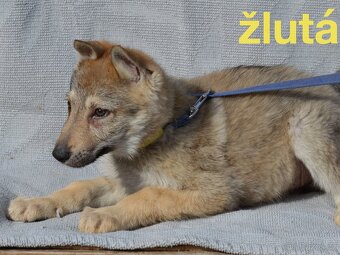 Československý vlčák - 10