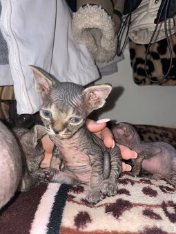 Kanadský Sphynx kaťata bez pp - 10