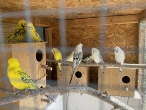 Papoušek vlnkovaný - TCB Andulka - 10