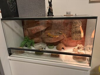 Gekončíci noční s vybaveným teráriem - 10