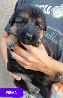 Německý ovčák-štěňátka typ Rex k rezervaci-odběr říjen - 10