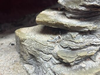 Prodám agamu+ všechny vybaveni. Rychlá koupe sleva 500 a vic - 10