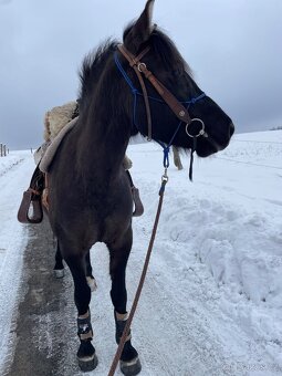 Milionový valach - 10