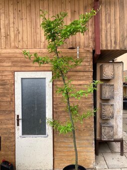 Sazenice, stromky, stromy - 10