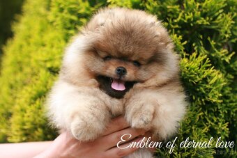 Pomeranian FCI - 10