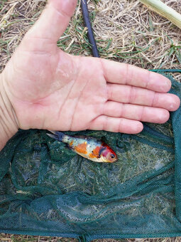 Jezírkové ryby na prodej - 10