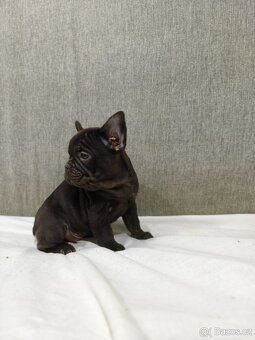 Francouzsky buldoček - 10