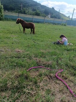 Shetland pony,aj výmena - 10