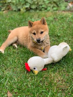 Shiba inu💕 - 10