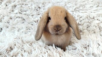 Zakrslý beránek, králíček, králík - JIJI - 10