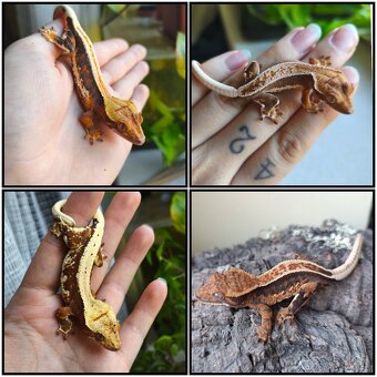 Pagekon řasnatý 1.0 LW - 10