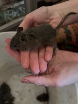 Osmák degu - 10