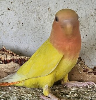 Agapornis růžohrdlý,Holoubek diamantový - 10