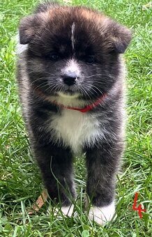 Akita Inu s PP - 10