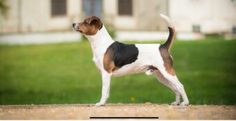 Dánsko švédský farmářský S PP narozené 8.11.2025 - 10