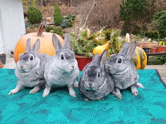 Zakrslý REX činčilový vánoční miminka - 10