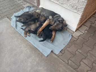 Německý ovčák štěnata s PP - 10