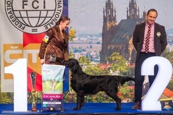 Flat coated retriever štěňata s PP - 10