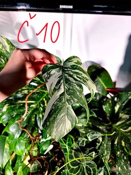 Monstera Albo - řízky od 200,- - 10