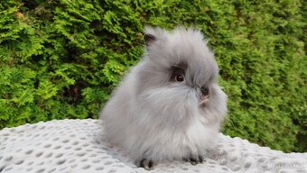 Zakrslý králík, králíček -(TEDDY)-OLIVIE - 10