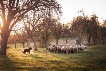 Beauceron štěně, Francouzky ovčák, štěňátka s PP - 10