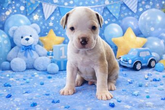 American Bully Standard - 10