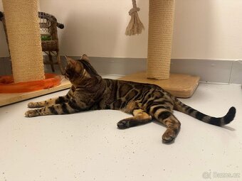 Bengálská kočka - 10