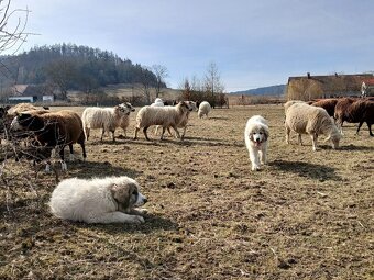 Pyrenejský horský pes s PP FCI / pastevecký pes - 10