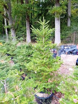 Jedle korejská - 10