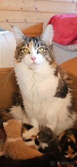 Mainská mývalí - koťata křížený - 10