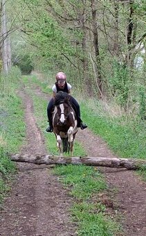 Pony kobyla - 10