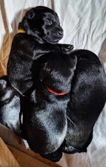 Flat Coated Retriever - štěňátka s PP + možnost lekcí zdarma - 10