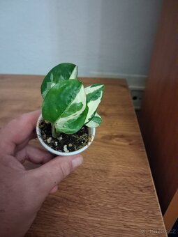 Pokojové rostliny 1 - 10