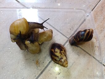 Archachatina marginata candefacta Cameroon - 10