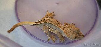 AKCE HALLOWEEN Pagekon řasnatý Correlophus cilliatus - 10