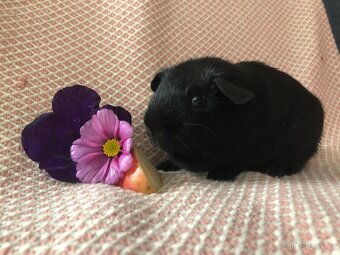 Morče - morčátko - 10