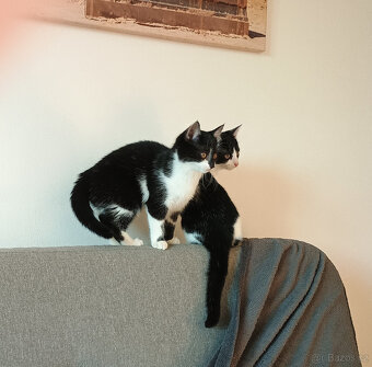 Koťata, kotě, jen do dobrých rukou - 10