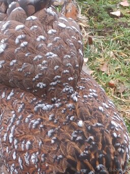 Brahmánka velká - 10