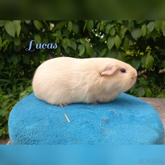Morčata s průkazem původu - 10